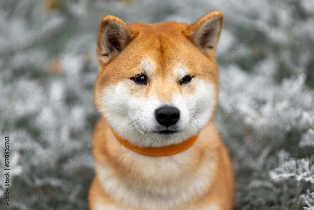Sad shiba inu dog. Close up pet portrait at nature.