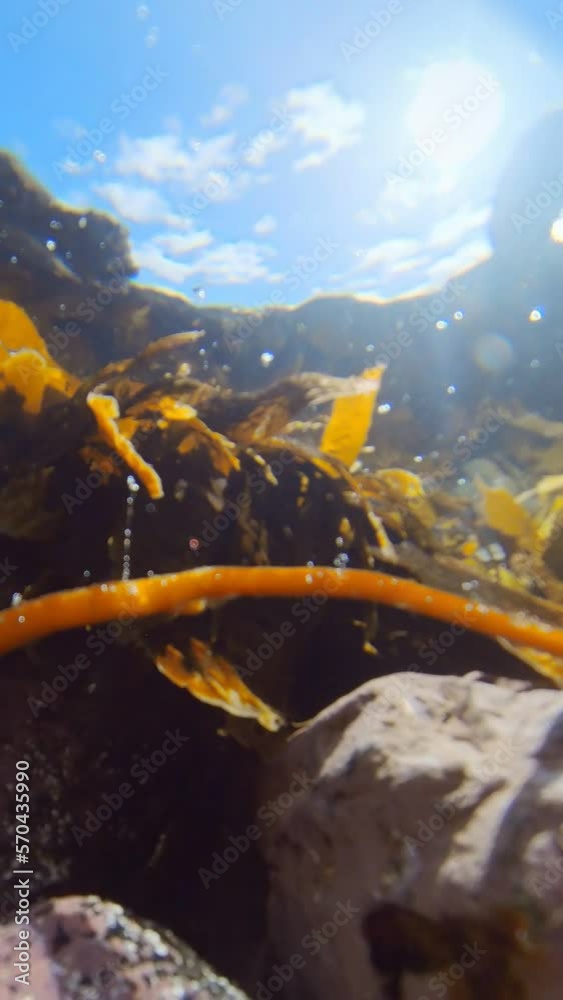 Algas marinas bajo el agua