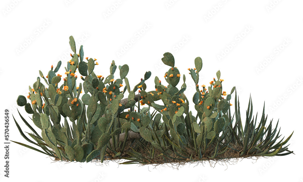 Fototapeta premium variety of cactus plants