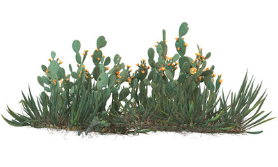 Gordijnen Cactus Diverse cactussoorten in collectie  © Poprock3d