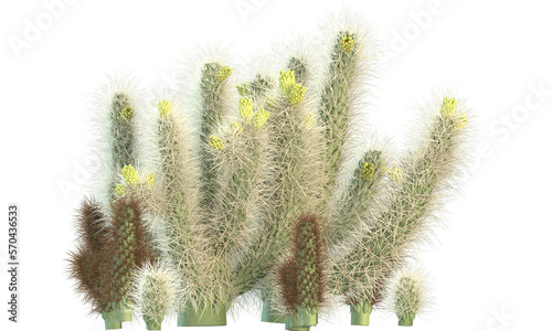 variety of cactus plants photo