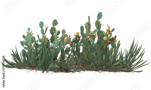 variety of cactus plants
