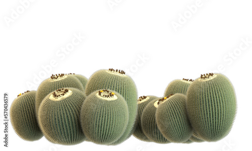 variety of cactus plants photo