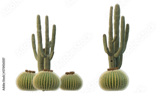 variety of cactus plants photo