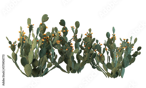 variety of cactus plants