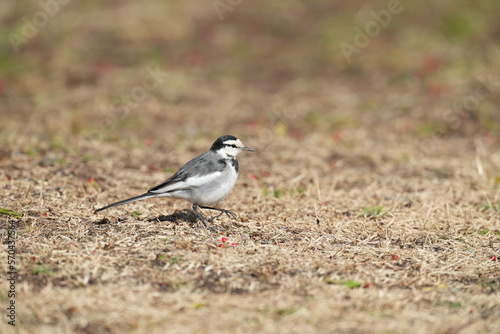 white wagtail in a grass field