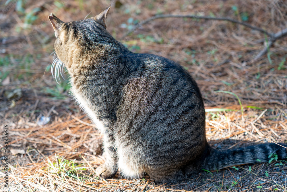 Naklejka premium 日光浴する野良猫の背中