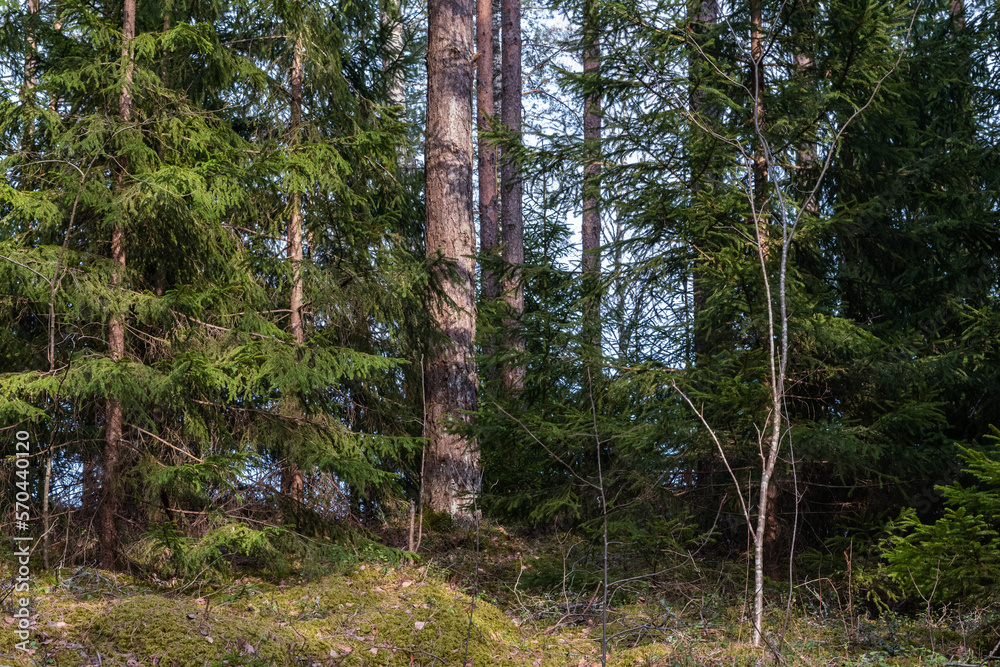 In the thickets of the spring coniferous forest after the snow melts. Bare, even trunks of tall mast pines and lush green branches of undersized firs. Soft moss on the ground. Sunny evening In the thickets of the spring coniferous forest after the snow melts. Bare, even trunks of tall mast pines and lush green branches of undersized firs. Soft moss on the ground. Sunny evening