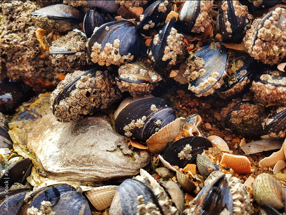 Mussels on a rock by the sea Mussels on a rock by the sea