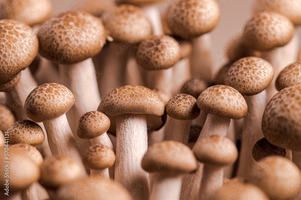 Shimeji mushroom. Fresh uncooked buna brown edible mushrooms from Asia, rich in umami tasting compounds such as guanylic and glutamic acid Shimeji mushroom. Fresh uncooked buna brown edible mushrooms from Asia, rich in umami tasting compounds such as guanylic and glutamic acid
