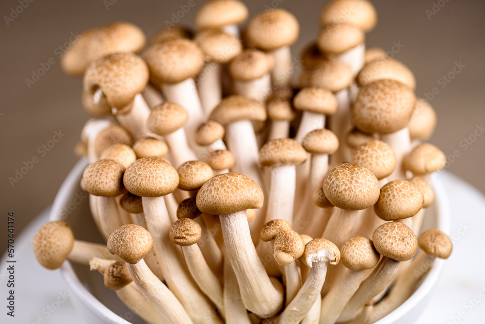 Shimeji mushroom. Fresh uncooked buna brown edible mushrooms from Asia, rich in umami tasting compounds such as guanylic and glutamic acid Shimeji mushroom. Fresh uncooked buna brown edible mushrooms from Asia, rich in umami tasting compounds such as guanylic and glutamic acid