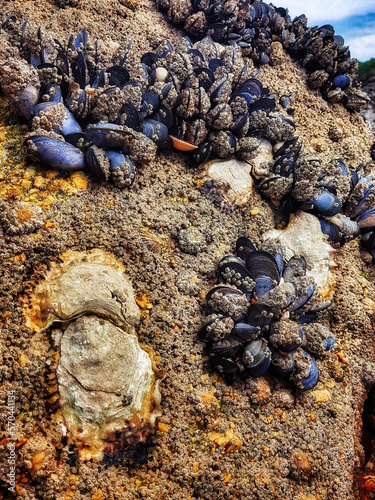 Mussels on a rock by the sea