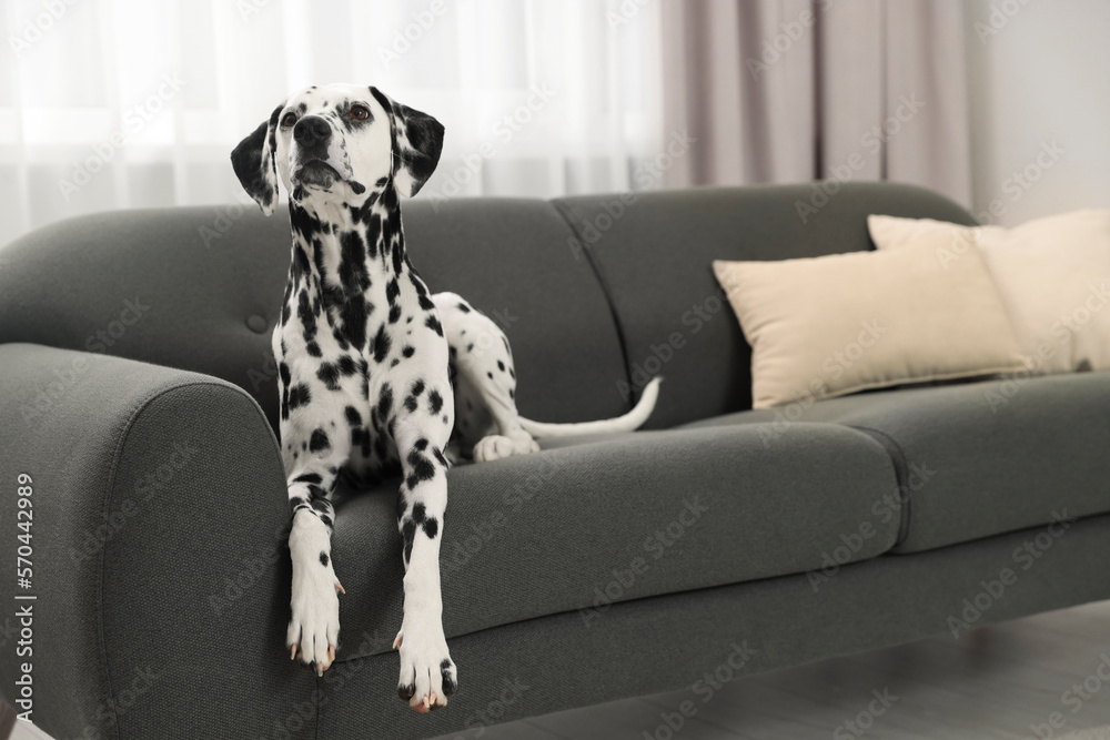 Adorable Dalmatian dog lying on couch indoors