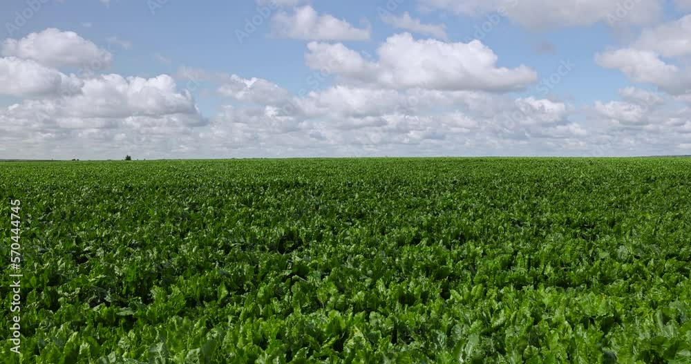 Green beets in the field in the summer, a sunny day in the field with growing green sugar beet Green beets in the field in the summer, a sunny day in the field with growing green sugar beet