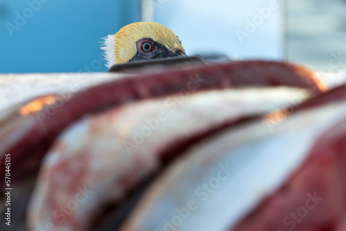 Gutted Fish Being Cleaned After A Morning Catch photo