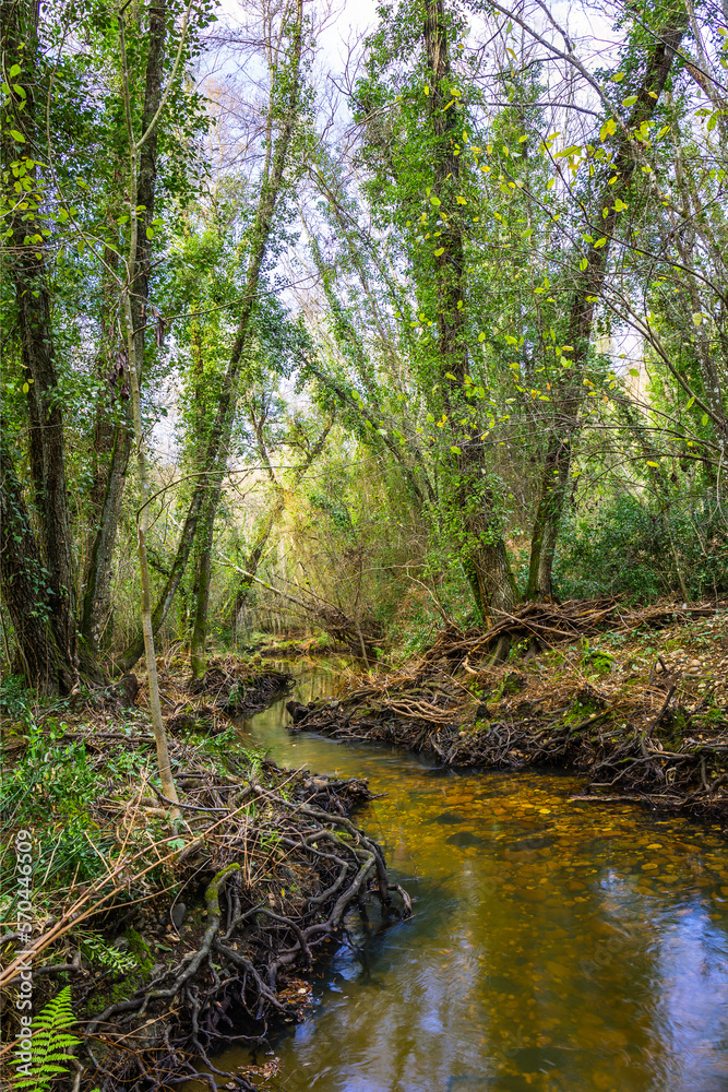 Obraz premium River in the forest in the biosphere reserve of Ribeira da Foz - Chamusca - Portugal