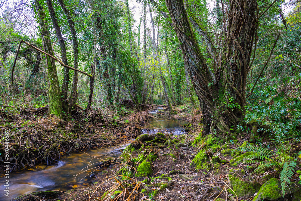 River in the forest in the biosphere reserve of Ribeira da Foz - Chamusca - Portugal River in the forest in the biosphere reserve of Ribeira da Foz - Chamusca - Portugal
