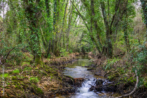 River in the forest in the biosphere reserve of Ribeira da Foz - Chamusca - Portugal