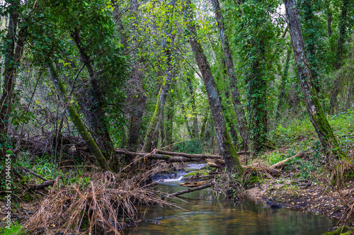 River in the forest in the biosphere reserve of Ribeira da Foz - Chamusca - Portugal © WildGlass Photograph