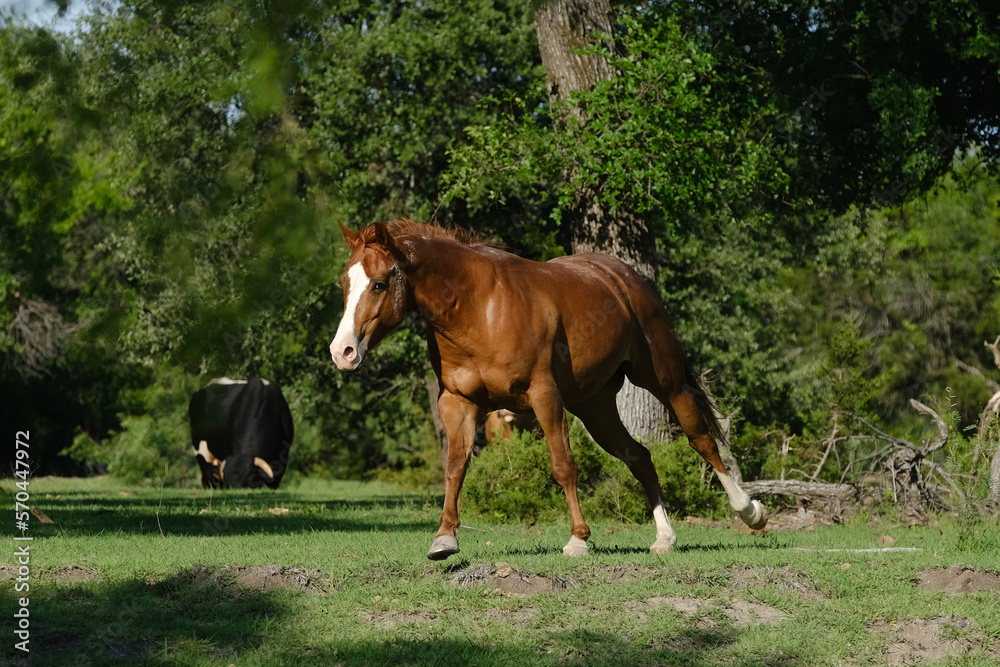 Quarter horse gelding shows sorrel equine running through Texas summer field on ranch. Quarter horse gelding shows sorrel equine running through Texas summer field on ranch.