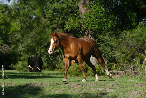 Quarter horse gelding shows sorrel equine running through Texas summer field on ranch.