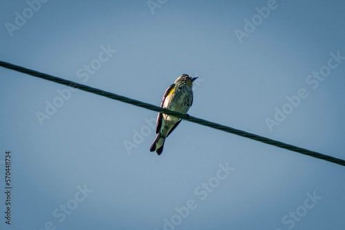 Bird on a Powerline