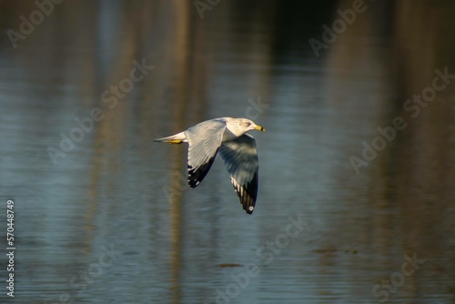 Seagull in Flight