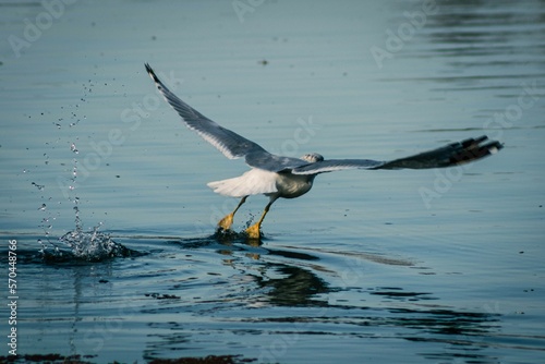 Seagull Taking Flight
