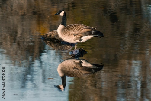 Canadian Goose