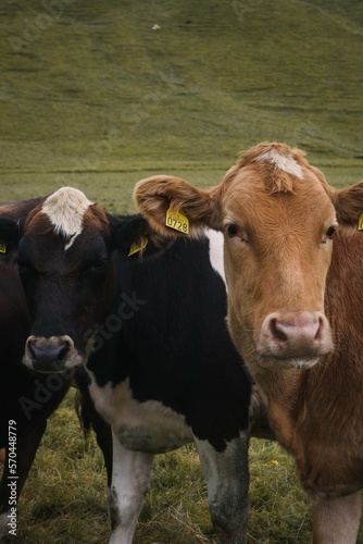 Cows