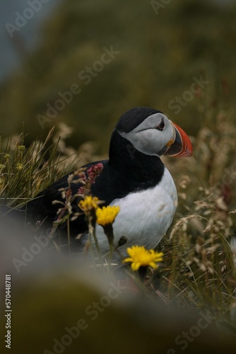 Puffin