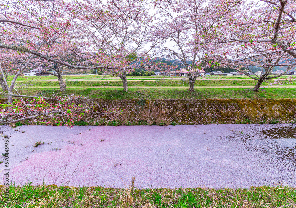 Obraz premium 花筏