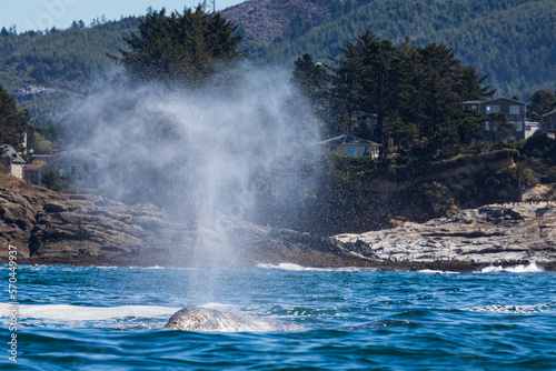 Gray Whale Spouting in the Sunlight, off the Oregon Coast