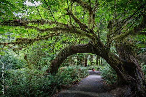 Obraz na plátně Natural Arch - A bent tree forms a tunnel over a hiking trail in the Hoh Rainfor