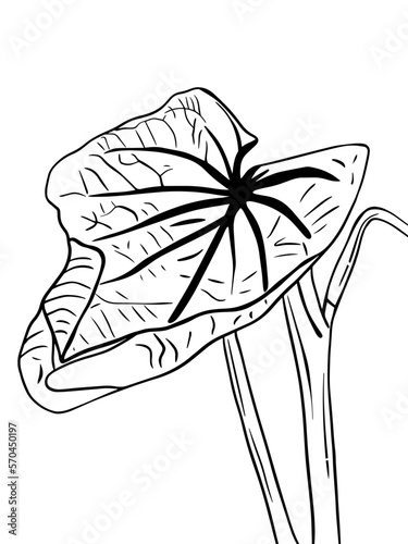 black and white illustration of a plant