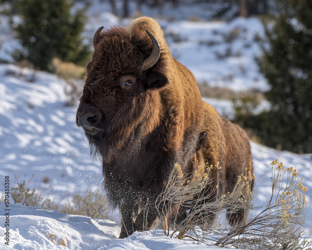American Bison in the snow. Yellowstone National Park. Winter scene. American Bison in the snow. Yellowstone National Park. Winter scene.