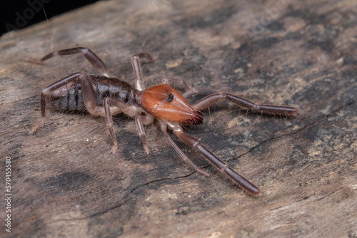 camel spider Solifugos costa rica
