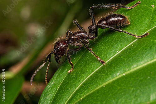 bullet ant paraponera clavata gigant ant © Andres