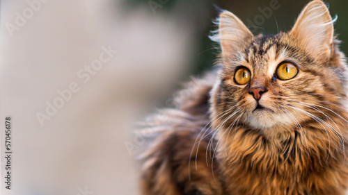 Close-up portrait of a gray striped domestic cat.Image for veterinary clinics, sites about cats, for cat food.