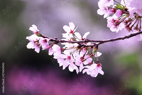 カラフルで美しい桜の風景