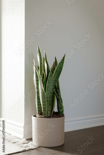 Snake plant in sunlight