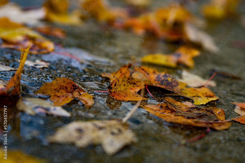 autumn leaf