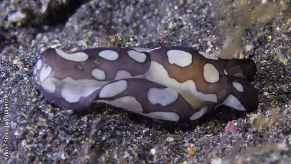 Slugocean Shell Nudibranch also known as sea slugs, are fascinating group of marine ...