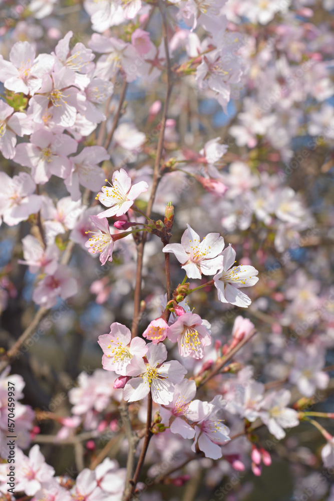 Fototapeta premium Several light pink flowers on a blurred background