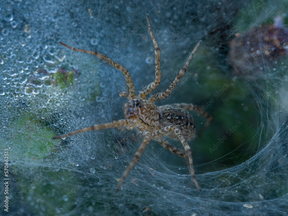 saudi arabian wild spider with web 