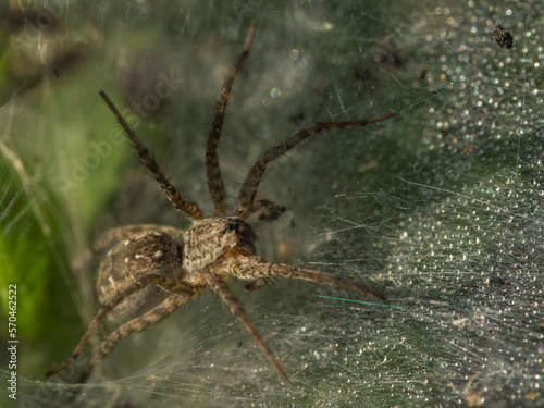 saudi arabian wild spider with web 