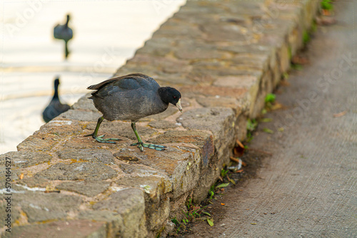 bird walking on stone