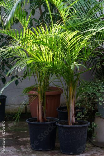 Fototapeta Naklejka Na Ścianę i Meble -  Green palm plants planted in pots outdoors grow in warm climates to decorate cafes and courtyards of residential buildings. Home gardening, love of plants and care. Grown on fresh air sunny day.