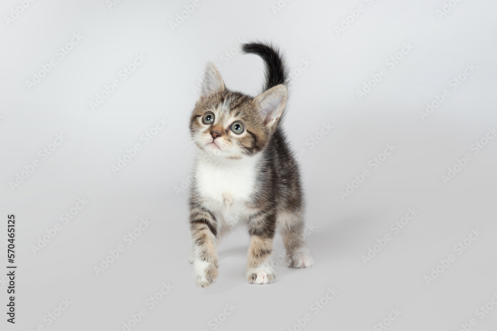 Obraz premium Rescue Kitten in Studio