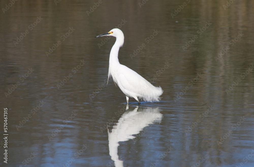 Obraz premium great blue heron